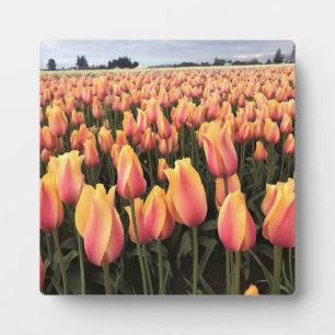 Gelbes und rosa Tulip Field, Oregon Fotoplatte
