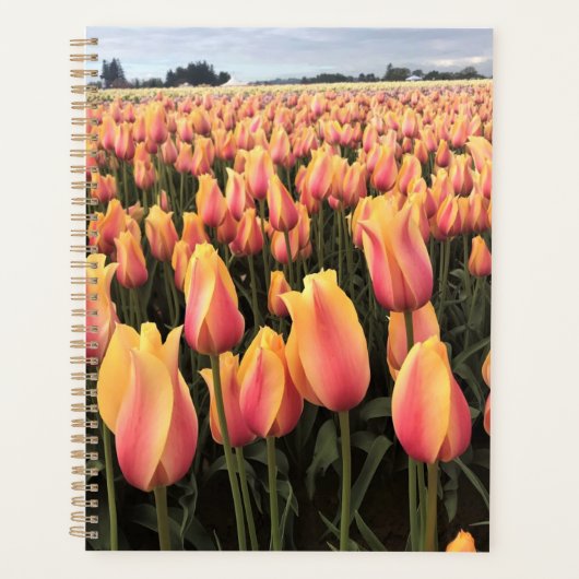 Gelbes und rosa Tulip Field, Oregon Planer (Vorderseite)