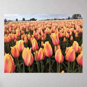 Gelbes und rosa Tulip Field, Oregon Poster