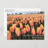 Gelbes und rosa Tulip Field, Oregon Postkarte (Vorne/Hinten)