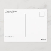 Gelbes und rosa Tulip Field, Oregon Postkarte (Rückseite)