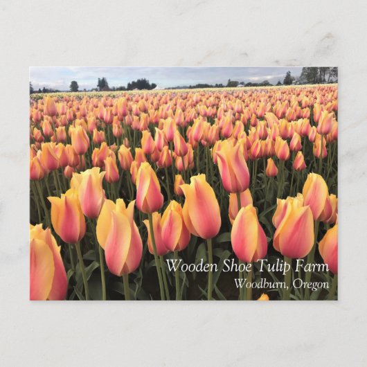 Gelbes und rosa Tulip Field, Oregon Postkarte (Vorderseite)