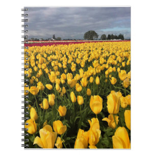 Gelbes und rotes Tulip-Feld, Oregon Notizblock