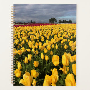 Gelbes und rotes Tulip-Feld, Oregon Planer
