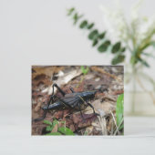 Gelbes und schwarzes Kricket Postkarte (Stehend Vorderseite)