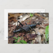 Gelbes und schwarzes Kricket Postkarte (Vorne/Hinten)