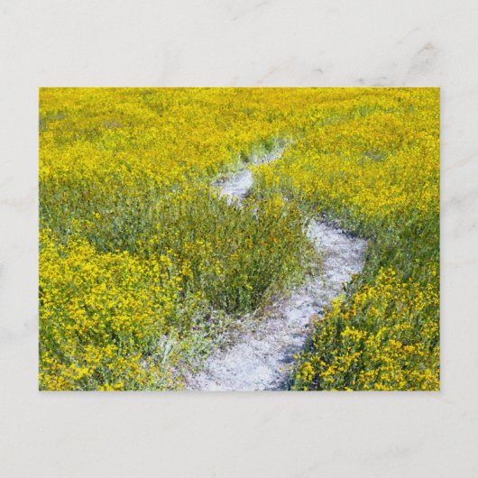 Gelbes Wildblume Postkarte (Vorderseite)