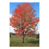 Gelbfall-Ahornbaumlandschaft Fotodruck (Vorne)