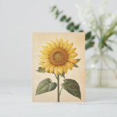 Gelbfarbener Sonnenblumenhintergrund Postkarte (Stehend Vorderseite)