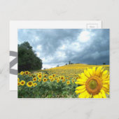 Gelbfeld Postkarte (Vorne/Hinten)