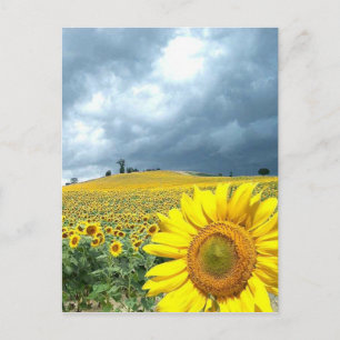 Gelbfeld Postkarte