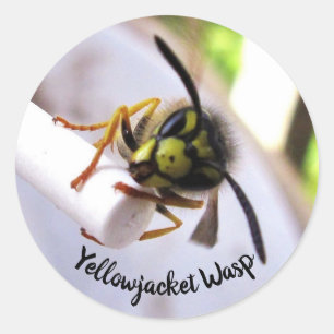 Gelbfieberwespe (Vespulae) Süßes Gesicht Runder Aufkleber