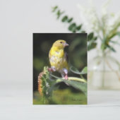 Gelbfinch Postkarte (Stehend Vorderseite)