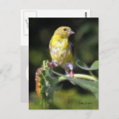 Gelbfinch Postkarte (Vorne/Hinten)