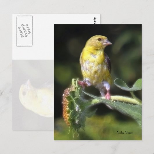 Gelbfinch Postkarte (Vorne/Hinten)