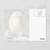 Gelbfinch Postkarte (Rückseite)