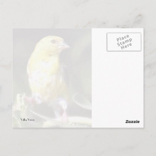 Gelbfinch Postkarte (Rückseite)