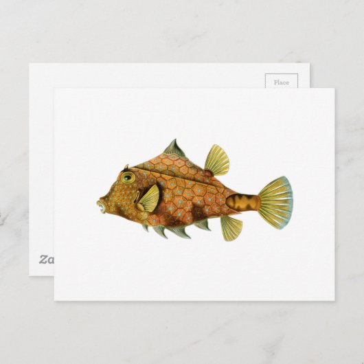 Gelbfisch Postkarte (Vorne/Hinten)