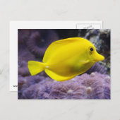 Gelbfisch Postkarte (Vorne/Hinten)