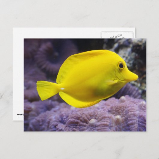 Gelbfisch Postkarte (Vorne/Hinten)