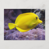 Gelbfisch Postkarte (Vorderseite)