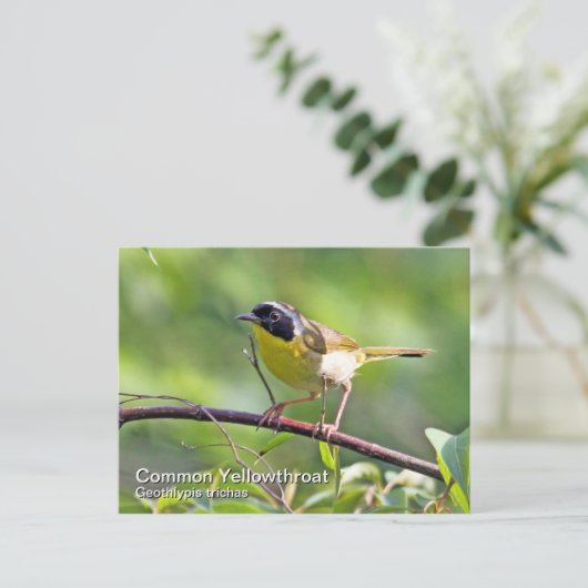 Gelbfliege Postkarte (Stehend Vorderseite)