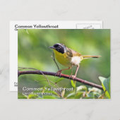 Gelbfliege Postkarte (Vorne/Hinten)