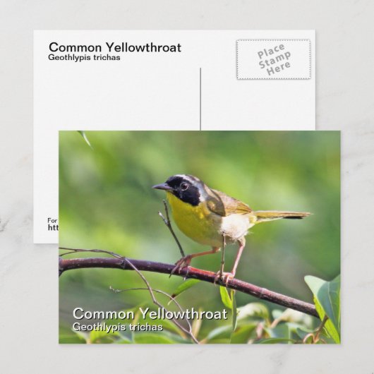 Gelbfliege Postkarte (Vorne/Hinten)