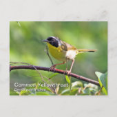 Gelbfliege Postkarte (Vorderseite)