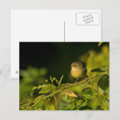 Gelbfliege Postkarte (Vorne/Hinten)