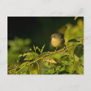 Gelbfliege Postkarte