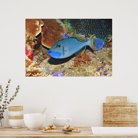 Gelbflossen-Triggerfisch Poster (Küche)
