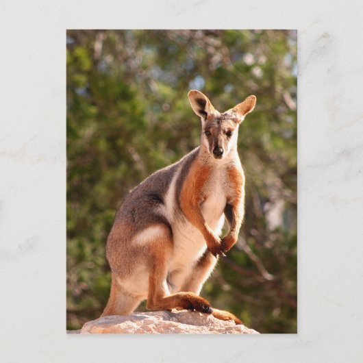Gelbfußgestein Postkarte (Vorderseite)