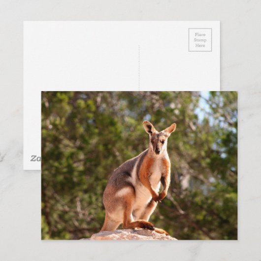 Gelbfußgestein Postkarte (Vorne/Hinten)