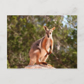 Gelbfußgestein Postkarte (Vorderseite)