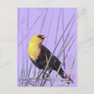 Gelbgeheuchter Blackbird...Postcard. Postkarte