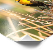 Gelbgeheuchter Schwarzvogel Fotodruck (Ecke)