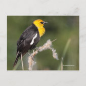Gelbgeheuchter Schwarzvogel-Songbird in Marsh Postkarte (Vorderseite)
