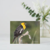 Gelbgeheuchter Schwarzvogel-Songbird in Marsh Postkarte (Stehend Vorderseite)