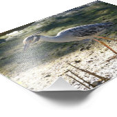 Gelbgekrönter Nachtreiher, Florida Fotodruck (Ecke)