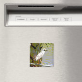 Gelbgekrönter Nachtreiher Magnet (In Situ (Geschirrspüler))