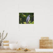 Gelbgekröntes Night-Heron-Poster Poster (Küche)