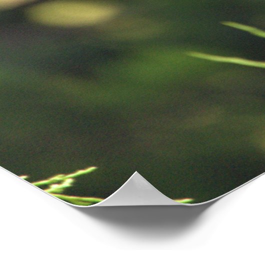 Gelbgekröntes Night-Heron-Poster Poster (Ecke)