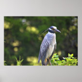 Gelbgekröntes Night-Heron-Poster Poster (Vorne)