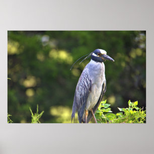 Gelbgekröntes Night-Heron-Poster Poster