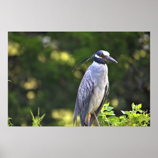Gelbgekröntes Night-Heron-Poster Poster (Vorne)