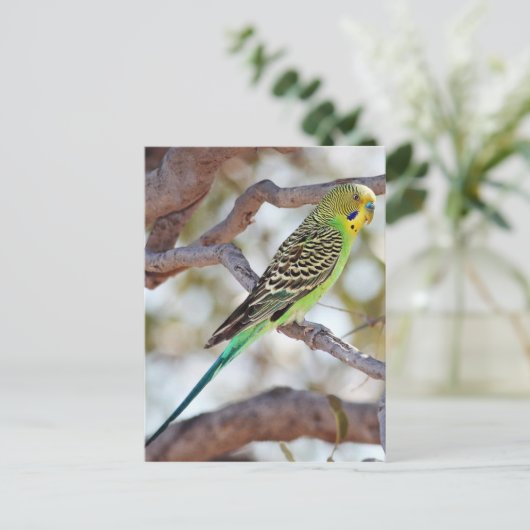 Gelbgrüner Budgerigar Postkarte (Stehend Vorderseite)