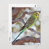 Gelbgrüner Budgerigar Postkarte (Vorne/Hinten)