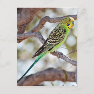 Gelbgrüner Budgerigar Postkarte