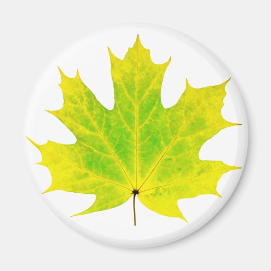 Gelbgrünes Ahornblatt Magnet (Vorne)